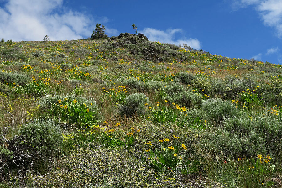 wildflowers & sagebrush (Balsamorhiza sp., Purshia tridentata, Eriogonum umbellatum, Artemisia tridentata) [Hager Mountain Trail, Fremont-Winema National Forest, Lake County, Oregon]