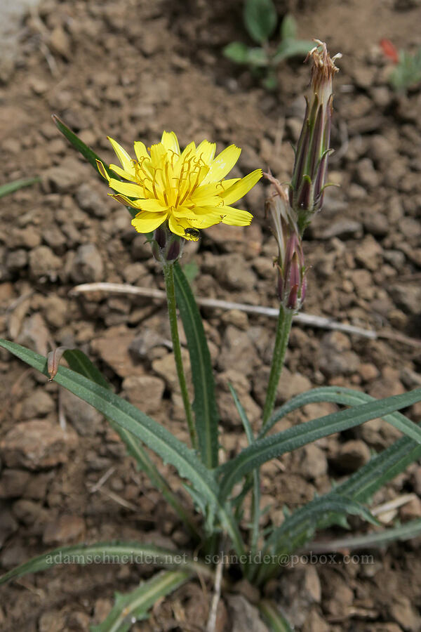 agoseris (Agoseris sp.) [Hager Mountain Trail, Fremont-Winema National Forest, Lake County, Oregon]