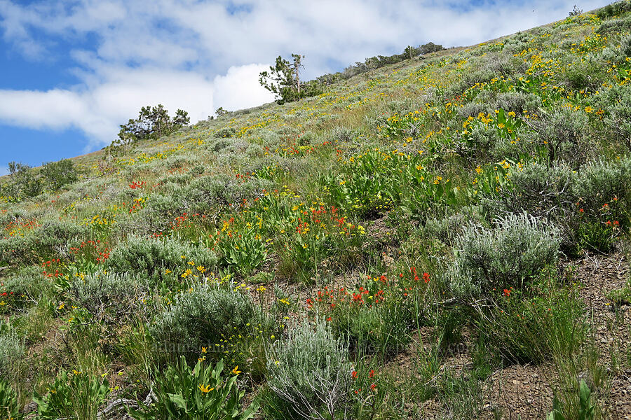 wildflowers & sagebrush (Balsamorhiza sp., Castilleja applegatei var. pinetorum, Eriogonum umbellatum, Artemisia tridentata) [Hager Mountain Trail, Fremont-Winema National Forest, Lake County, Oregon]