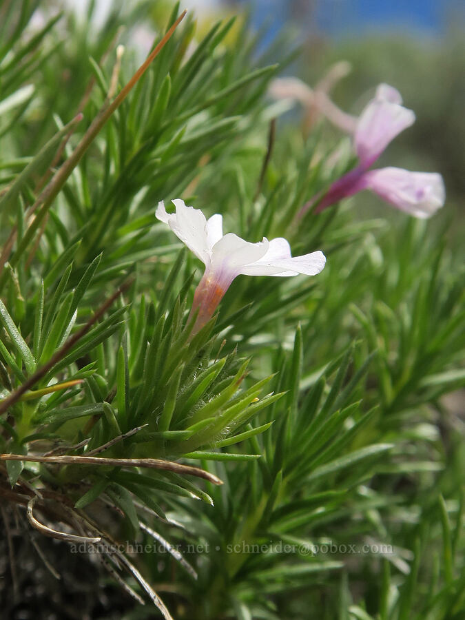 spreading phlox (Phlox diffusa) [Hager Mountain Trail, Fremont-Winema National Forest, Lake County, Oregon]