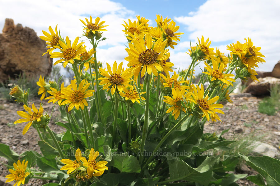 balsamroot (Balsamorhiza sp.) [Hager Mountain Trail, Fremont-Winema National Forest, Lake County, Oregon]