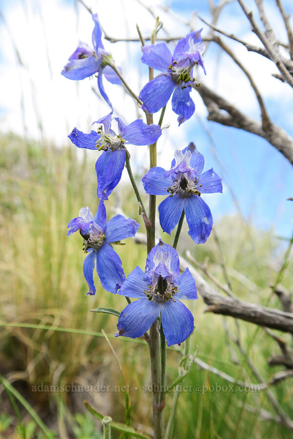 upland larkspur (Delphinium nuttallianum) [Hager Mountain, Fremont-Winema National Forest, Lake County, Oregon]