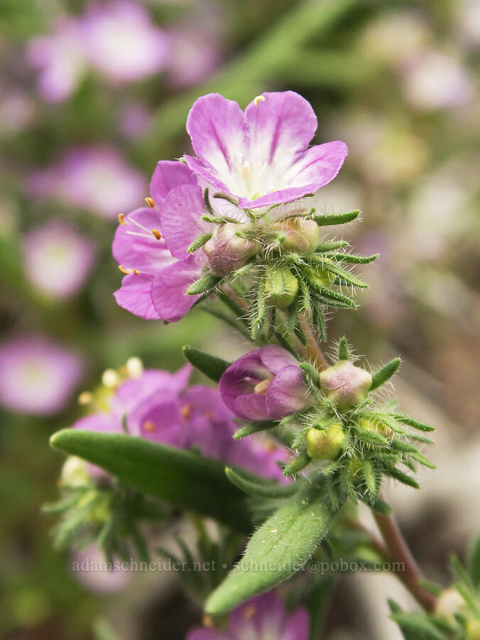 narrow-leaf phacelia (Phacelia linearis) [Hager Mountain, Fremont-Winema National Forest, Lake County, Oregon]