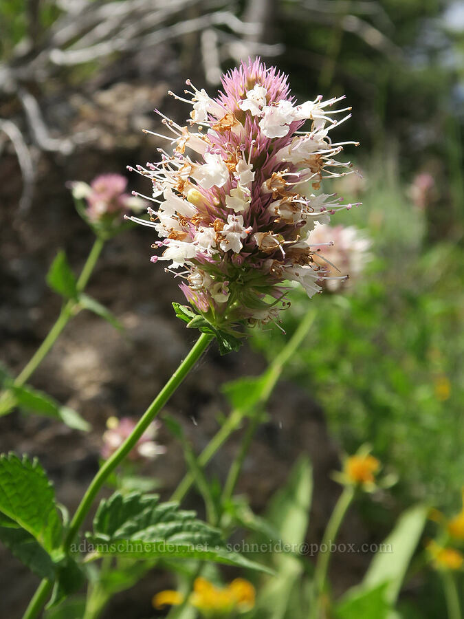 nettle-leaf horse-mint (Agastache occidentalis) [Hager Mountain, Fremont-Winema National Forest, Lake County, Oregon]