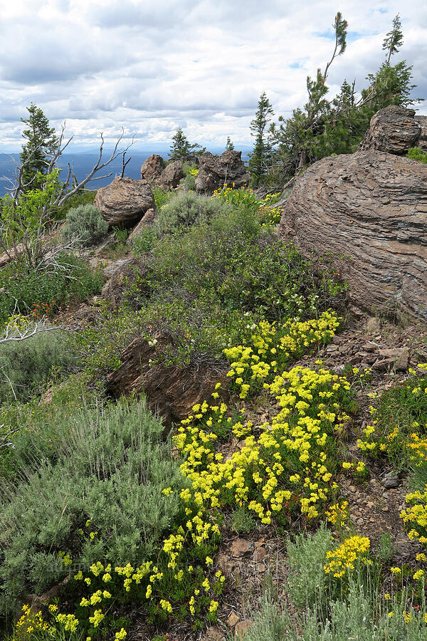 wildflowers & sagebrush (Eriogonum umbellatum, Crepis sp., Balsamorhiza sp., Artemisia tridentata) [Hager Mountain, Fremont-Winema National Forest, Lake County, Oregon]