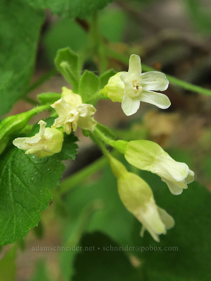 sticky currant (Ribes viscosissimum) [Hager Mountain, Fremont-Winema National Forest, Lake County, Oregon]