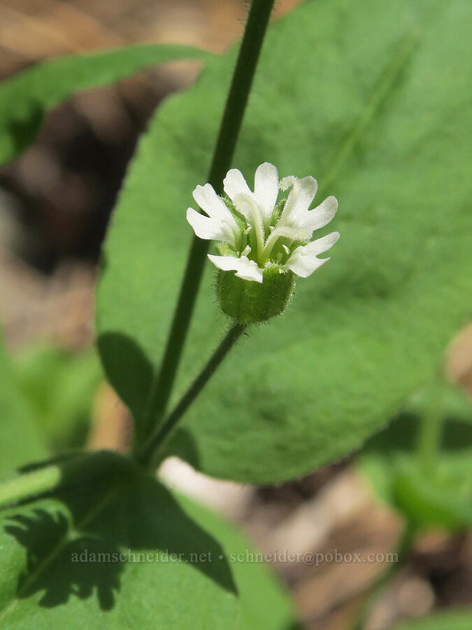 Menzies' catchfly (Silene menziesii) [Hager Mountain, Fremont-Winema National Forest, Lake County, Oregon]