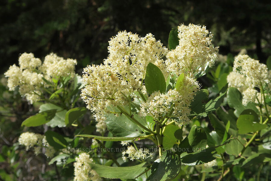 snowbrush (Ceanothus velutinus) [Hager Mountain Trail, Fremont-Winema National Forest, Lake County, Oregon]