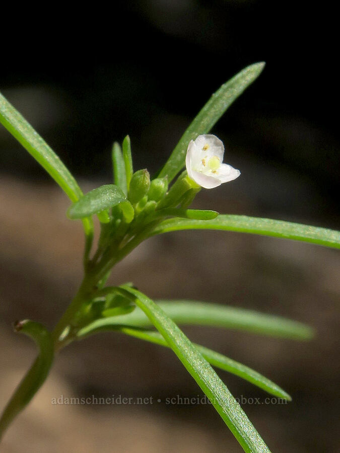 dwarf groundsmoke (Gayophytum humile) [Hager Mountain Trail, Fremont-Winema National Forest, Lake County, Oregon]
