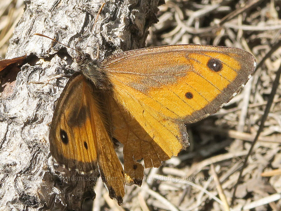 great arctic butterfly (Oeneis nevadensis) [Hager Mountain Trail, Fremont-Winema National Forest, Lake County, Oregon]