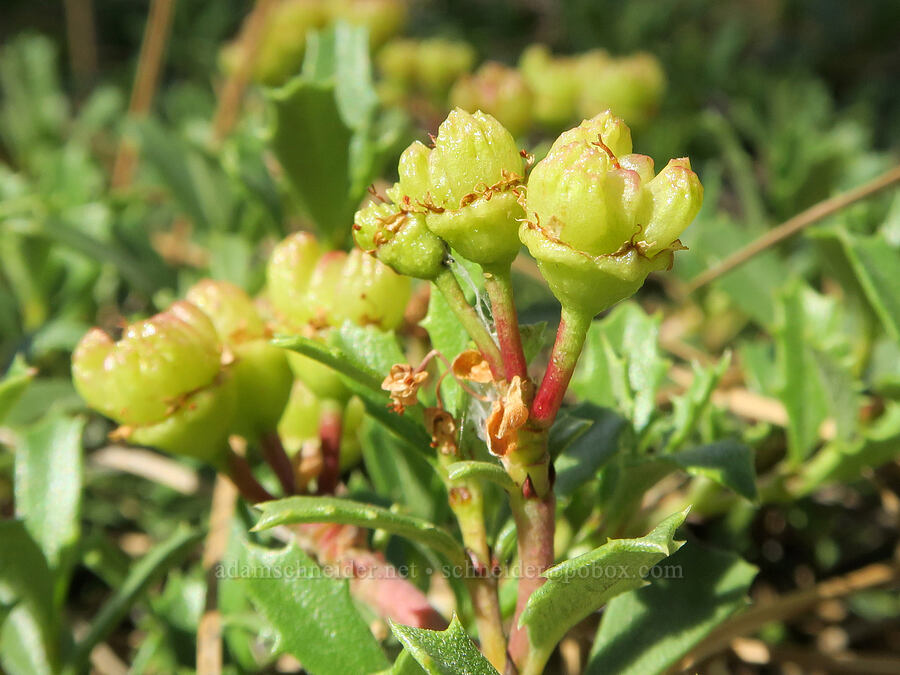 mahala mat fruits (Ceanothus prostratus) [Hager Mountain Trail, Fremont-Winema National Forest, Lake County, Oregon]