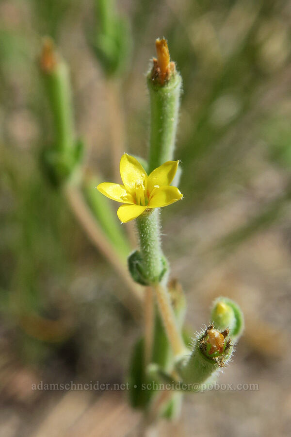 white-stem blazing star (Mentzelia albicaulis) [Hager Mountain Trailhead, Fremont-Winema National Forest, Lake County, Oregon]