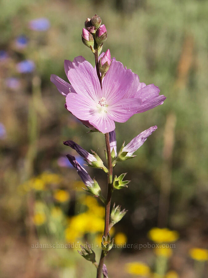 Oregon checker-mallow (Sidalcea oregana) [Forest Road 28, Fremont-Winema National Forest, Lake County, Oregon]