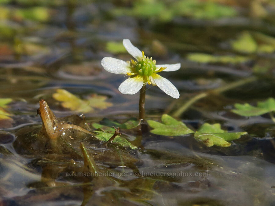 white water buttercup (Ranunculus aquatilis var. aquatilis) [Forest Road 28, Fremont-Winema National Forest, Lake County, Oregon]