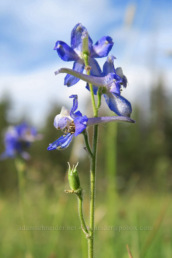 slim larkspur (Delphinium depauperatum) [Forest Road 28, Fremont-Winema National Forest, Lake County, Oregon]