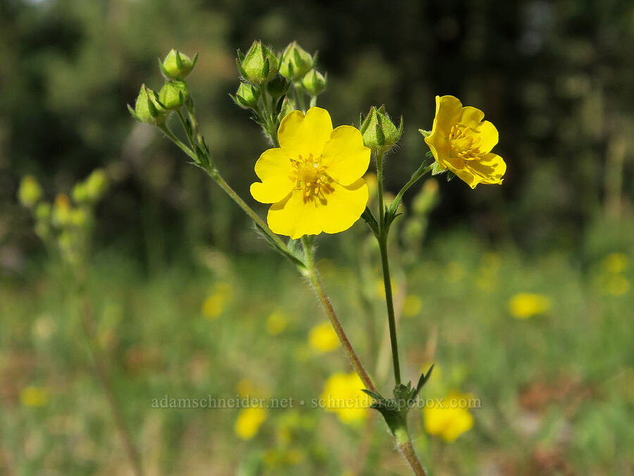 Nuttall's cinquefoil (Potentilla gracilis var. fastigiata (Potentilla gracilis var. nuttallii)) [Forest Road 28, Fremont-Winema National Forest, Lake County, Oregon]