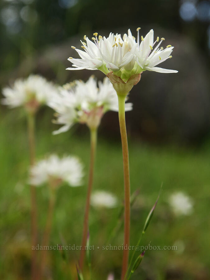 narrow-leaf onion (Allium amplectens) [Forest Road 3012, Fremont-Winema National Forest, Lake County, Oregon]