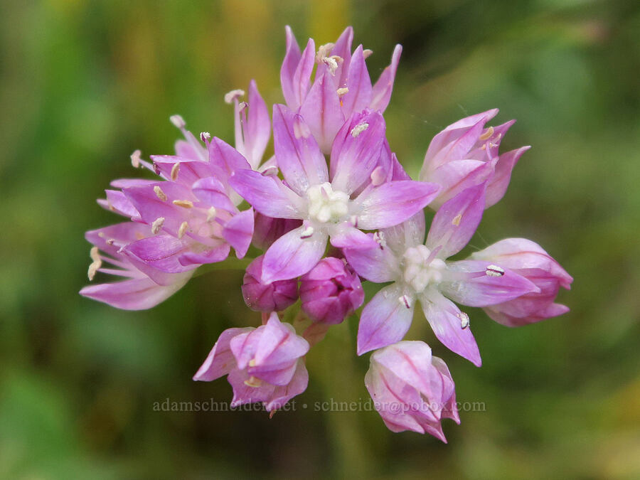 pink narrow-leaf onion (Allium amplectens) [Forest Road 3012, Fremont-Winema National Forest, Lake County, Oregon]