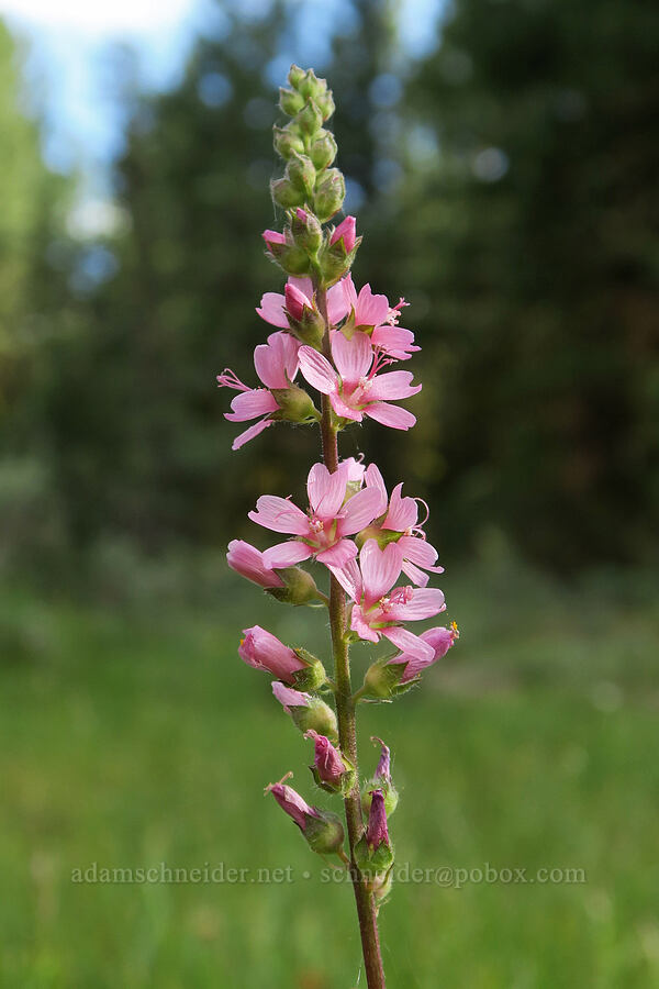 Oregon checker-mallow (Sidalcea oregana) [Forest Road 3012, Fremont-Winema National Forest, Lake County, Oregon]