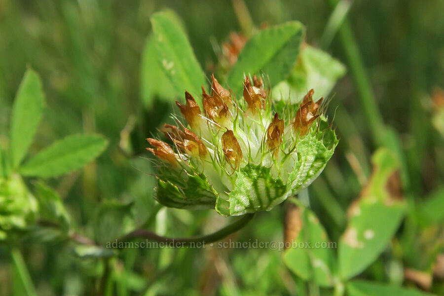 cup clover (Trifolium cyathiferum) [Forest Road 3012, Fremont-Winema National Forest, Lake County, Oregon]