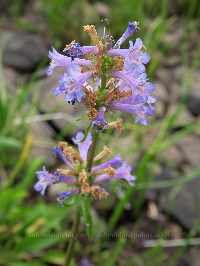 Rydberg's penstemon (Penstemon rydbergii var. oreocharis) [Forest Road 3012, Fremont-Winema National Forest, Lake County, Oregon]