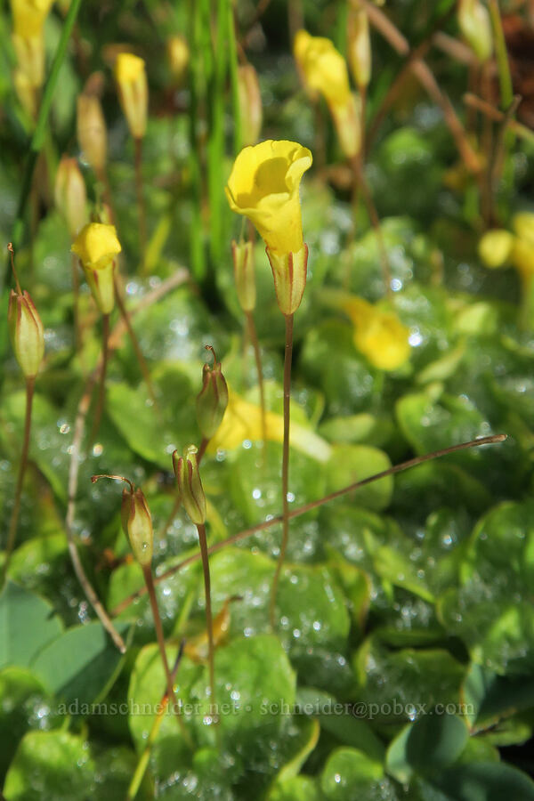 primrose monkeyflower, hairy-leaf form (Erythranthe primuloides (Mimulus primuloides)) [Forest Road 3012, Fremont-Winema National Forest, Lake County, Oregon]