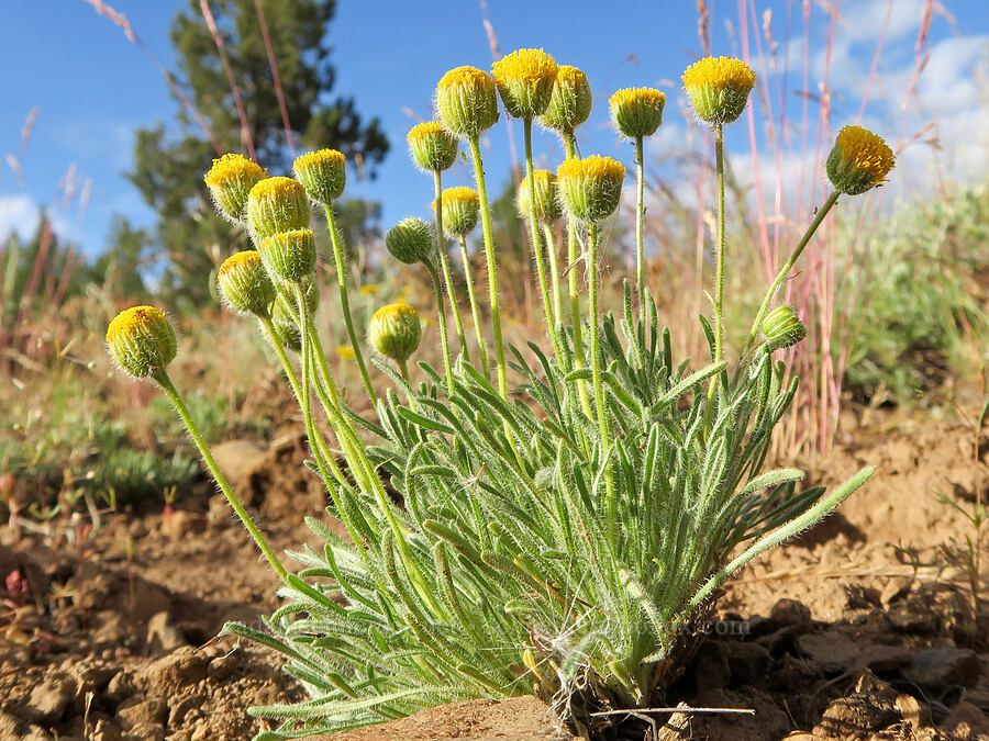 Austin's dwarf yellow fleabane (Erigeron chrysopsidis var. austiniae) [Forest Road 3012, Fremont-Winema National Forest, Lake County, Oregon]