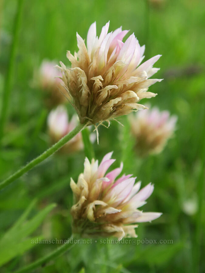 long-stalk clover (Trifolium longipes) [Forest Road 3012, Fremont-Winema National Forest, Lake County, Oregon]
