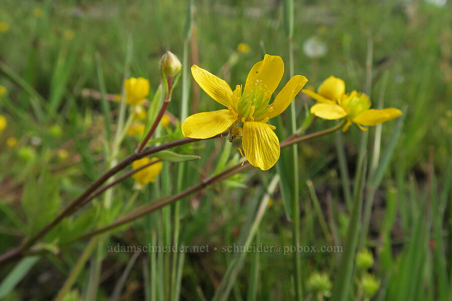 straight-beak buttercup (Ranunculus orthorhynchus) [Forest Road 3012, Fremont-Winema National Forest, Lake County, Oregon]