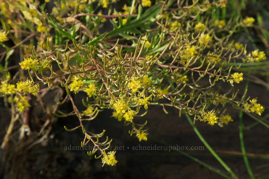 curve-pod yellow-cress (Rorippa curvisiliqua) [Forest Road 3012, Fremont-Winema National Forest, Lake County, Oregon]