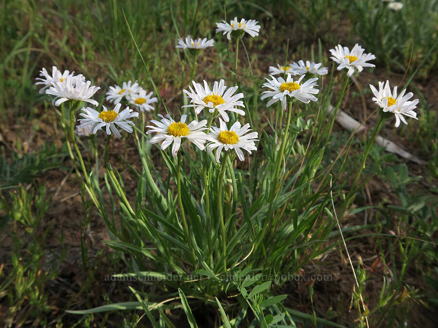 Eaton's fleabane (Erigeron eatonii) [Forest Road 3012, Fremont-Winema National Forest, Lake County, Oregon]