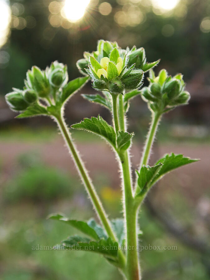 sticky cinquefoil (Drymocallis glandulosa (Potentilla glandulosa)) [Forest Road 3012, Fremont-Winema National Forest, Lake County, Oregon]