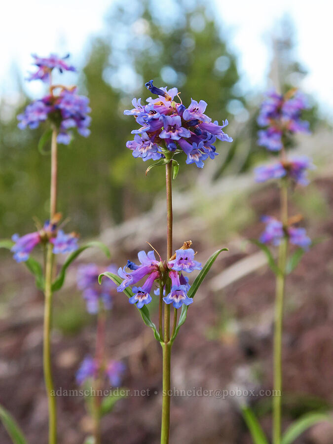 ash penstemon (Penstemon cinicola) [Forest Road 2901-198, Fremont-Winema National Forest, Lake County, Oregon]