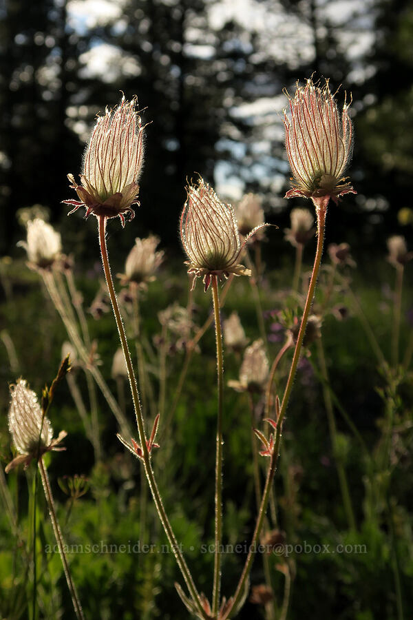 prairie smoke (Geum triflorum) [Forest Road 2901-196, Fremont-Winema National Forest, Lake County, Oregon]