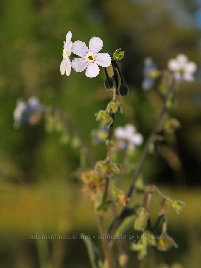 blue stick-seed (Hackelia micrantha (Hackelia jessicae)) [Forest Road 2901, Fremont-Winema National Forest, Lake County, Oregon]
