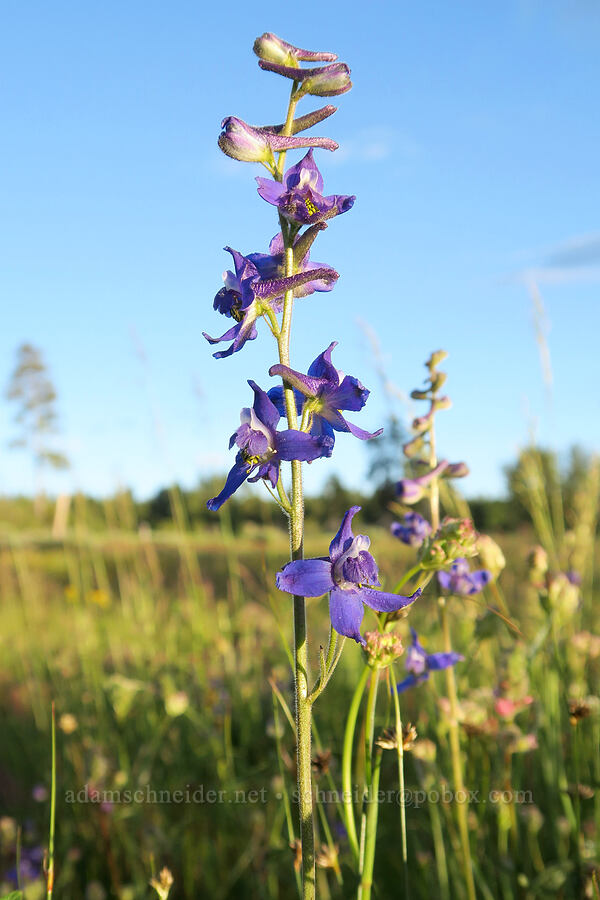 slim larkspur (Delphinium depauperatum) [Forest Road 2901, Fremont-Winema National Forest, Lake County, Oregon]