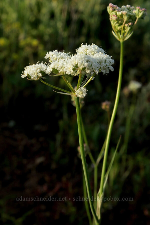 yampah (Perideridia sp.) [Forest Road 2901, Fremont-Winema National Forest, Lake County, Oregon]