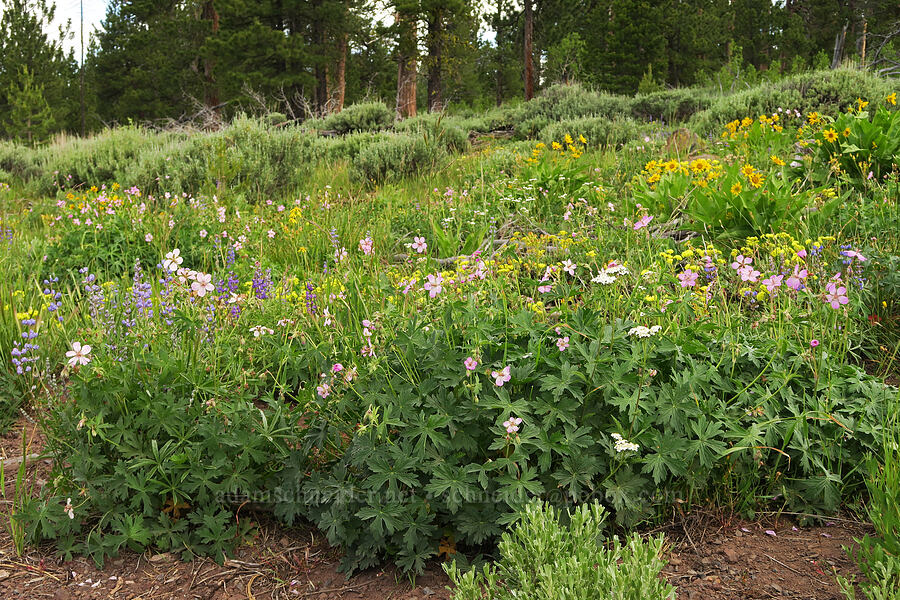 wildflowers & sagebrush (Geranium viscosissimum, Achillea millefolium, Lupinus sp., Balsamorhiza sp., Eriogonum umbellatum, Artemisia tridentata) [Fremont Point, Fremont-Winema National Forest, Lake County, Oregon]