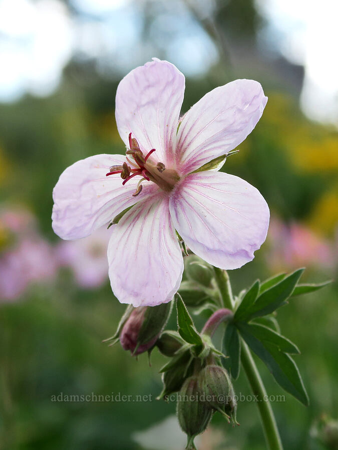 sticky geranium (Geranium viscosissimum) [Fremont Point, Fremont-Winema National Forest, Lake County, Oregon]