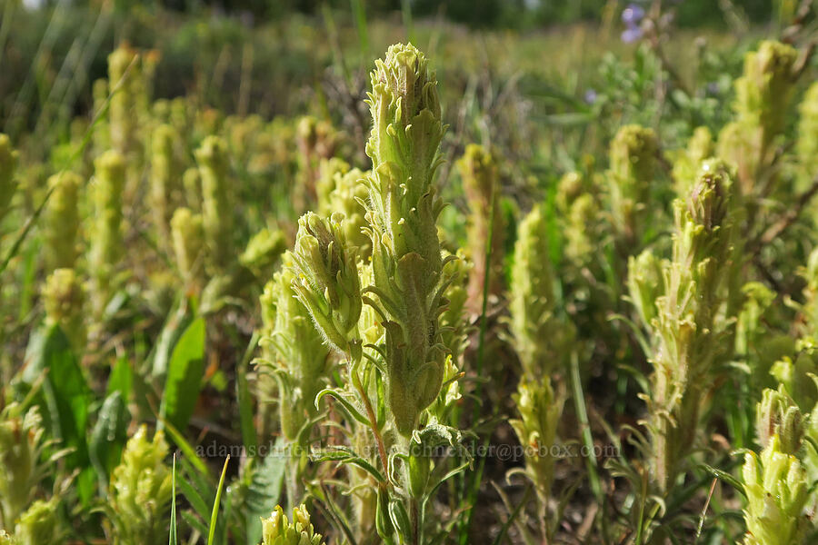 parrot-head paintbrush (Castilleja pilosa var. pilosa) [Fremont Point, Fremont-Winema National Forest, Lake County, Oregon]