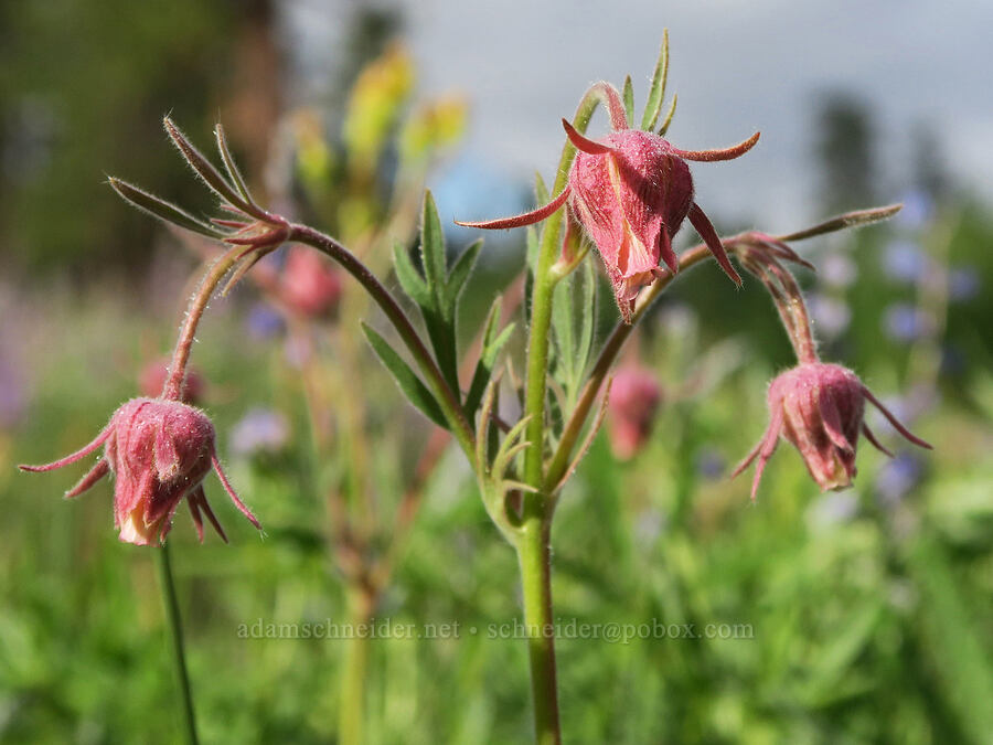 prairie smoke (Geum triflorum) [Forest Road 2901-034, Fremont-Winema National Forest, Lake County, Oregon]
