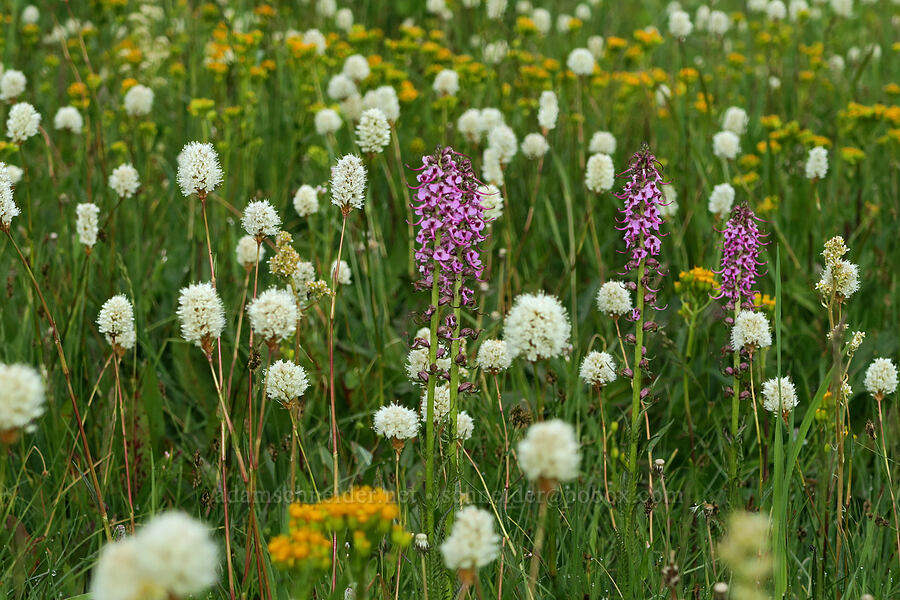 elephant's-heads, bistort, & ragwort (Pedicularis groenlandica, Bistorta bistortoides (Polygonum bistortoides), Senecio hydrophiloides (Senecio foetidus)) [Forest Road 2901-034, Fremont-Winema National Forest, Lake County, Oregon]