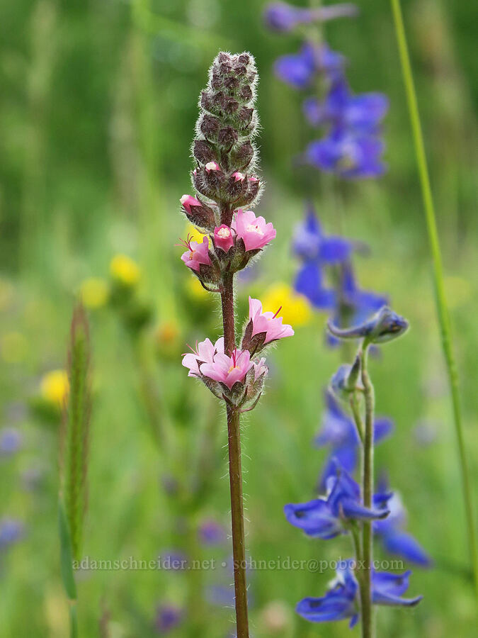 Oregon checker-mallow & slim larkspur (Sidalcea oregana, Delphinium depauperatum) [Forest Road 2901-034, Fremont-Winema National Forest, Lake County, Oregon]