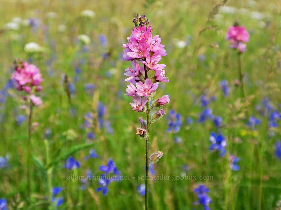 checker-mallow & larkspur (Sidalcea oregana, Delphinium depauperatum) [Forest Road 29, Fremont-Winema National Forest, Lake County, Oregon]