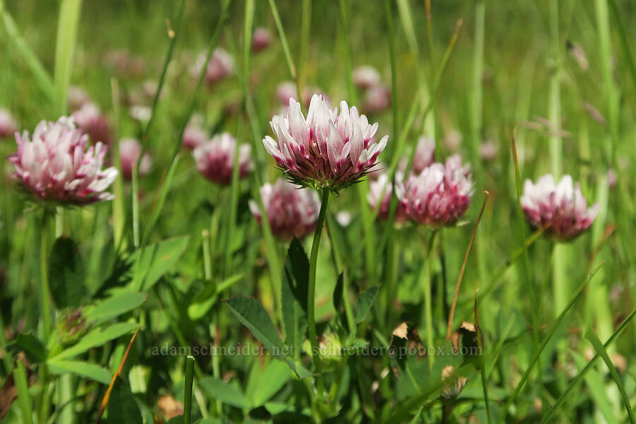 spring-bank clover (Trifolium wormskioldii) [Forest Road 29, Fremont-Winema National Forest, Lake County, Oregon]