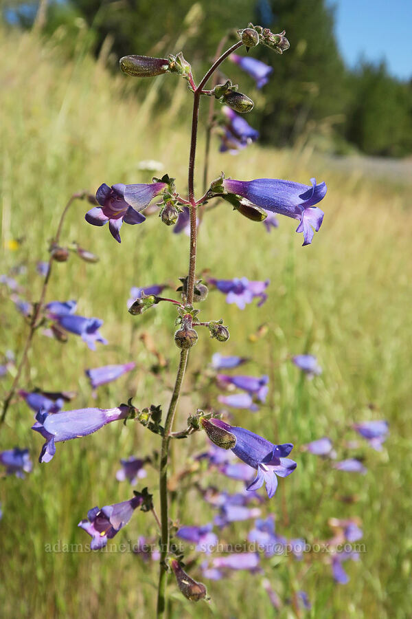 penstemon (mountain blue or Roezl's) (Penstemon sp.) [Forest Road 29, Fremont-Winema National Forest, Lake County, Oregon]
