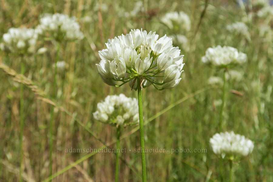 white brodiaea (Triteleia hyacinthina (Brodiaea hyacinthina)) [Forest Road 29, Fremont-Winema National Forest, Lake County, Oregon]