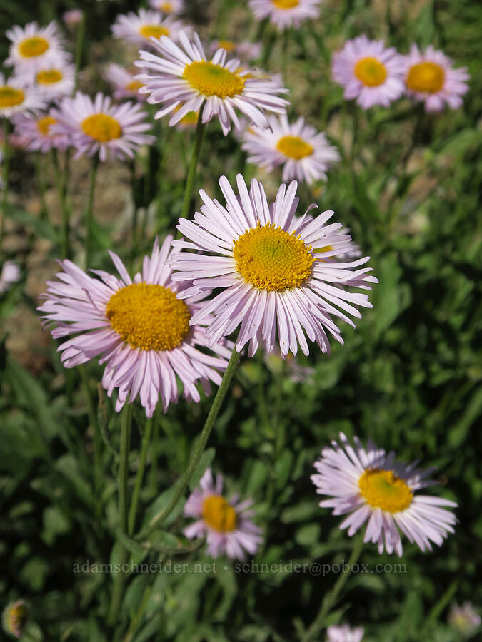 Alice's fleabane (Erigeron aliceae) [Forest Road 2212, Umpqua National Forest, Lane County, Oregon]