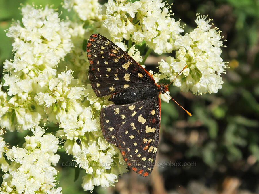 variable checkerspot butterfly on heart-leaf buckwheat (Euphydryas chalcedona, Eriogonum compositum) [Fairview Peak, Umpqua National Forest, Lane County, Oregon]