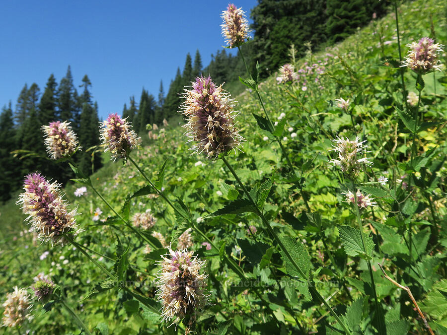 nettle-leaf horse-mint (Agastache urticifolia) [Fairview Peak, Umpqua National Forest, Lane County, Oregon]
